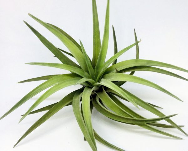 TILLANDSIA