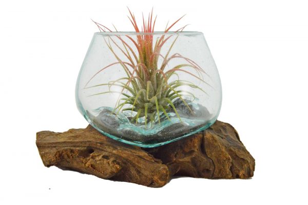 VASO CON TILLANDSIA