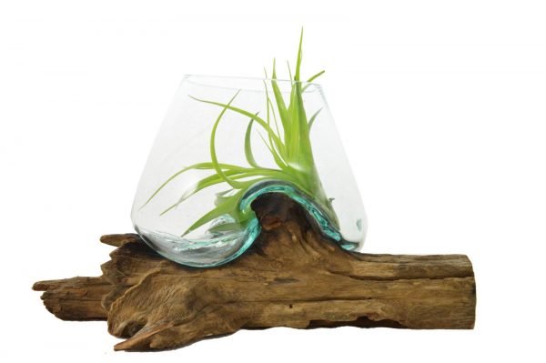 VASO CON TILLANDSIA VOGANTO