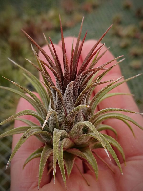 tillandsia-ionantha