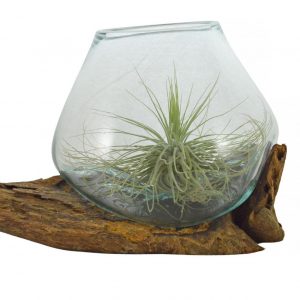 vaso con tillandsia gamal wood