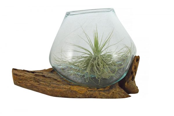 vaso con tillandsia gamal wood