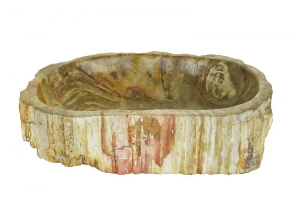 LAVANDINO FOSSILE