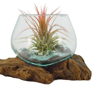 VASO CON TILLANDSIA