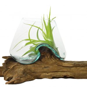 VASO CON TILLANDSIA VOGANTO