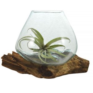 VASO VETRO CON TILLANDSIA